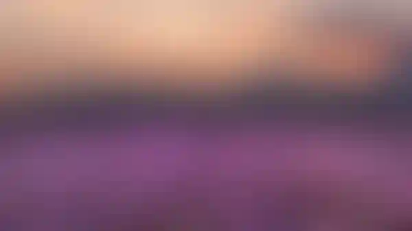 <p>Лавандовые поля</p>